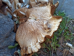 Coriolopsis gallica