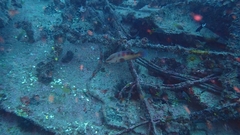 Cephalopholis taeniops