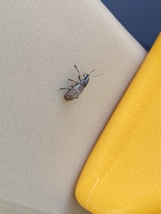 Brachyderes incanus