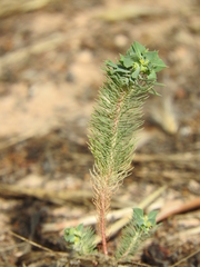 Euphorbia aleppica