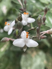 Tripogandra grandiflora