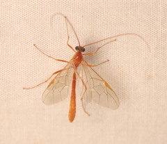 Ophioninae