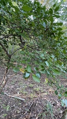 Vaccinium arboreum