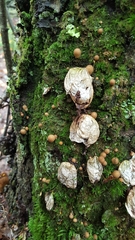 Apioperdon pyriforme