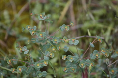 Euphorbia apios