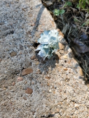 Parmotrema hypotropum