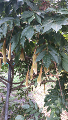 Wisteria sinensis