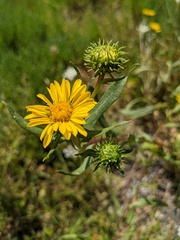 Grindelia integrifolia