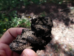 Daldinia concentrica