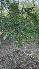 Vaccinium arboreum