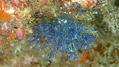 Virididentula dentata