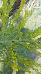 Uroleucon nigrotuberculatum