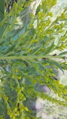 Uroleucon nigrotuberculatum