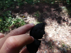 Daldinia concentrica