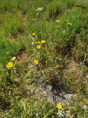 Grindelia integrifolia