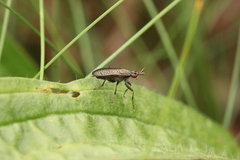 Coremacera marginata