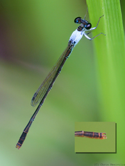 Agriocnemis dobsoni