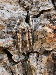 Araneus gemmoides