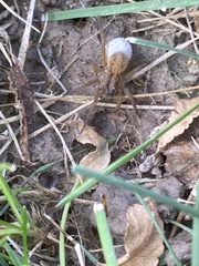 Trochosa