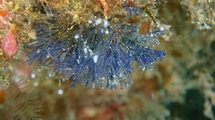 Virididentula dentata