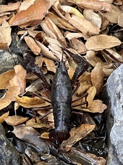 Procambarus
