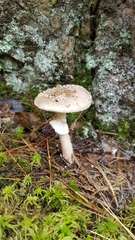 Amanita porphyria