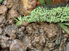 Cladonia ochrochlora