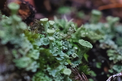 Cladonia chlorophaea