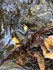 Procambarus
