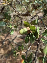 Quercus berberidifolia