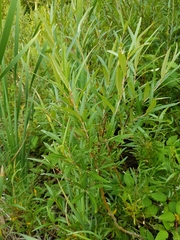Salix pellita