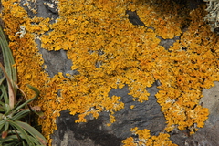 Xanthoria