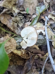 Mycorrhaphium adustum