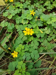 Oxalis suksdorfii