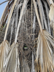 Myiopsitta monachus