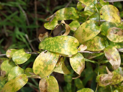 Puccinia myrsiphylli