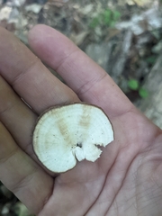 Mycorrhaphium adustum