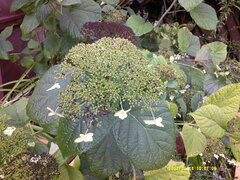 Hydrangea