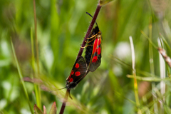 Zygaena exulans