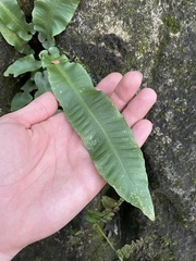 Asplenium scolopendrium americanum