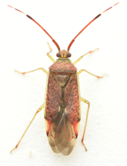 Pantilius tunicatus