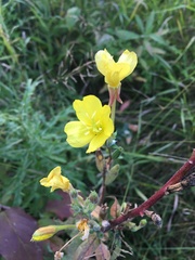 Oenothera villosa