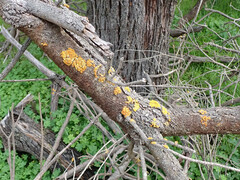 Xanthorioideae