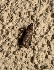 Acrobasis tricolorella