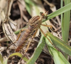 Diogmites angustipennis