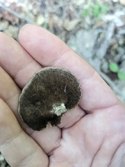 Mycorrhaphium adustum