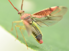 Pantilius tunicatus