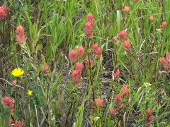 Castilleja miniata fulva