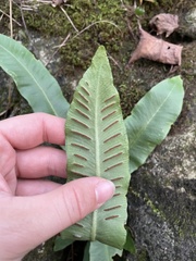 Asplenium scolopendrium americanum