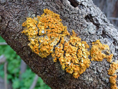 Xanthorioideae